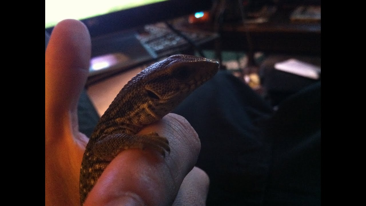 Unboxing baby Savannah Monitor (Varanus Exanthematicus)