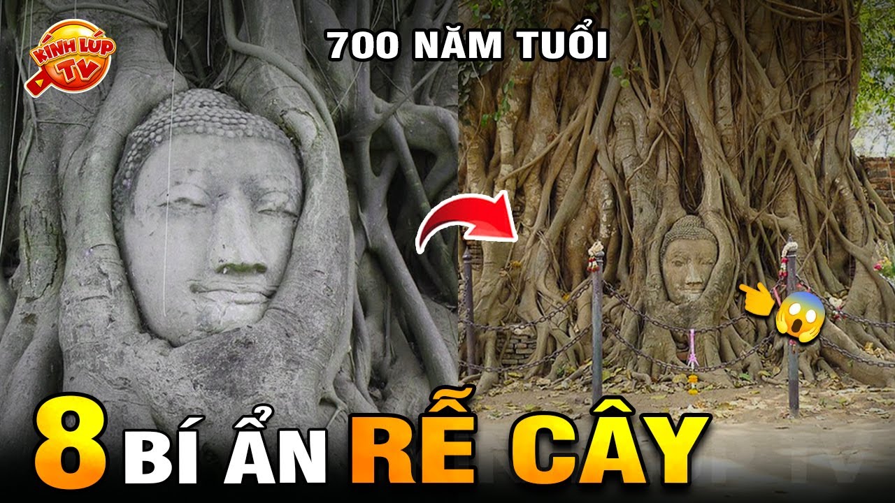 🔥 Rễ C&acirc;y Lớn L&ecirc;n Như Thế N&agrave;o V&agrave; 8 B&iacute; Ẩn Ly Kỳ về RỄ C&Acirc;Y M&agrave; Bạn Chưa Biết | K&iacute;nh L&uacute;p TV