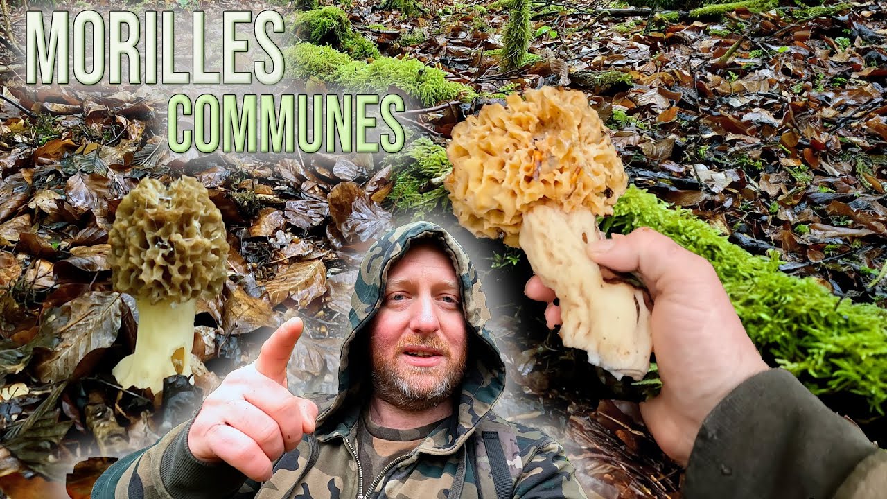 First and last harvest of common morels! Another season to forget!
