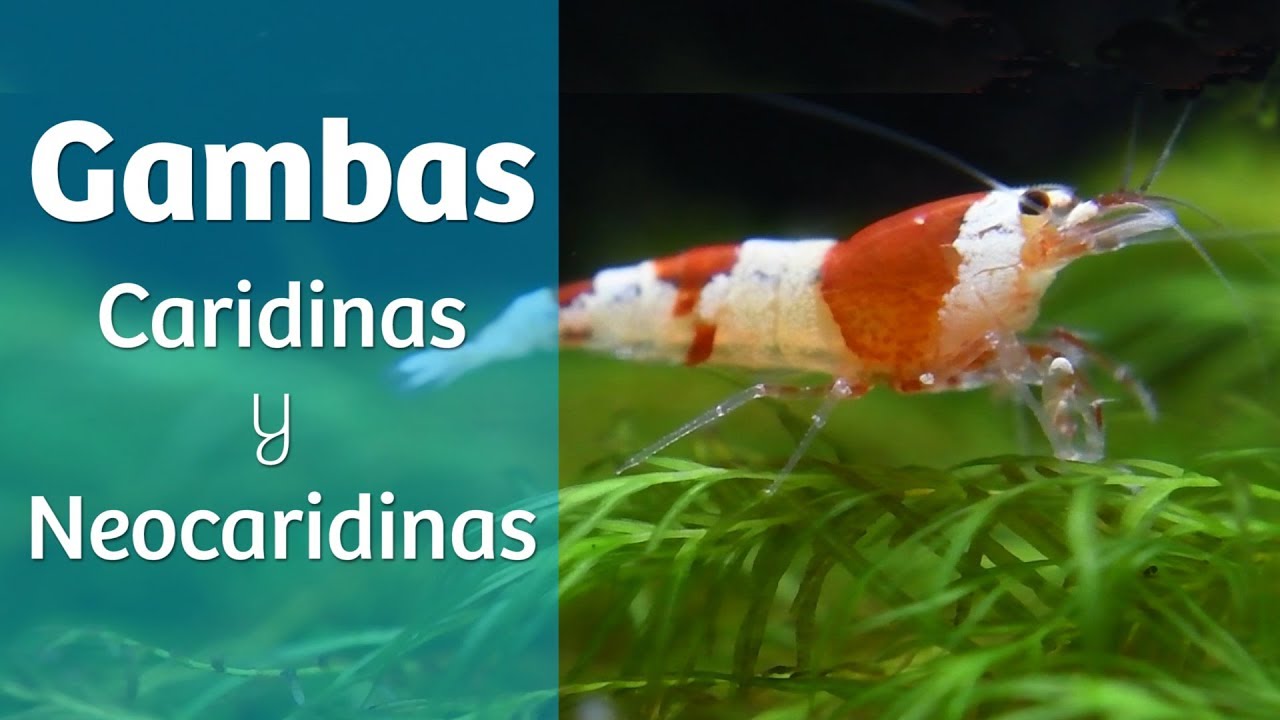 Gambas · Consejos para tu gambario 🦐