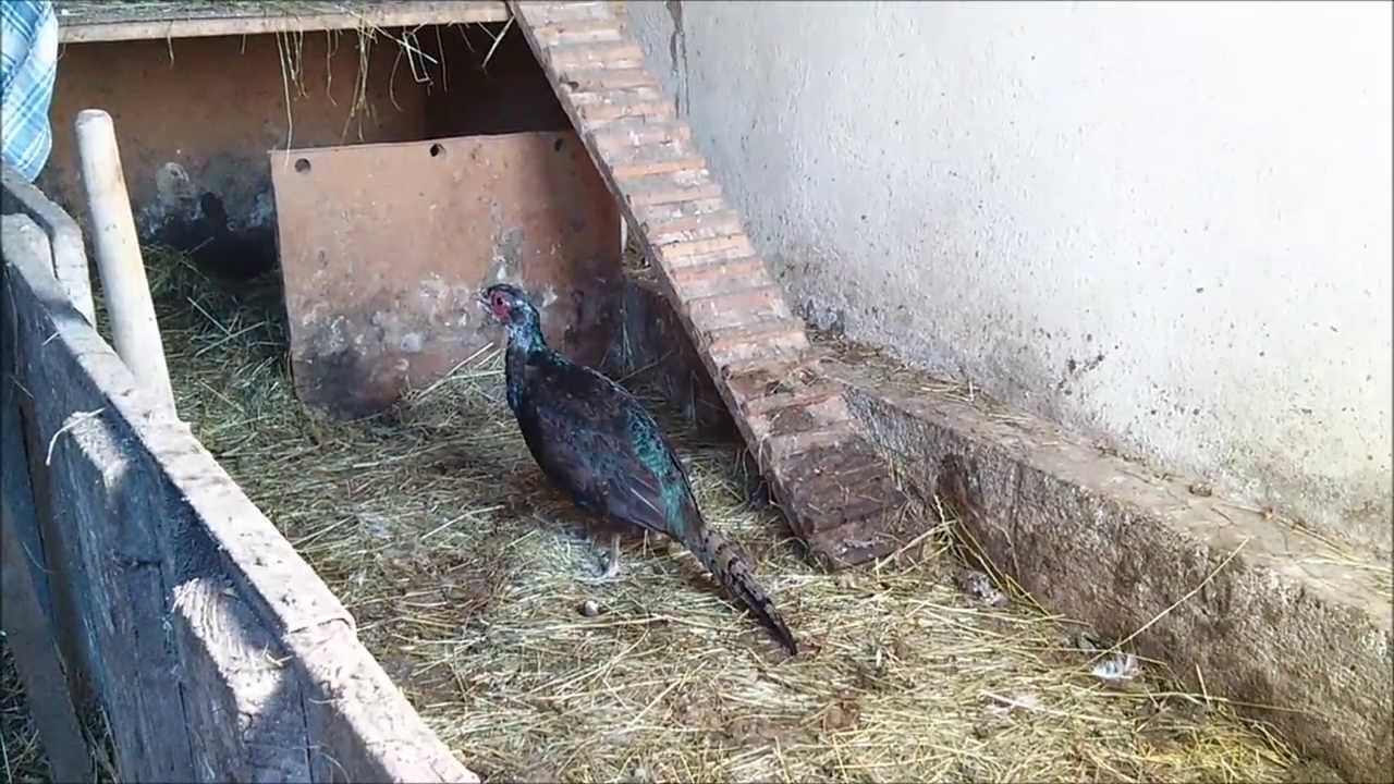 Bažanti II