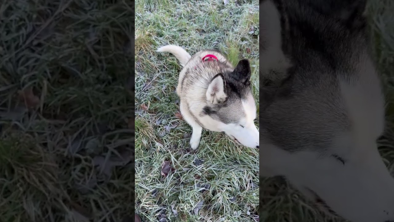 Luna The Blind Husky Being Polite Nov 25