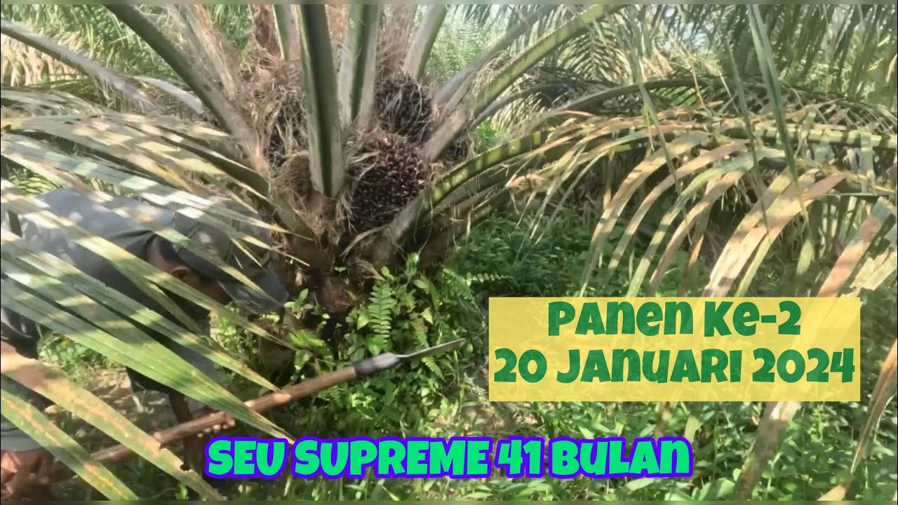 Panen Sawit SEU SUPREME Ke-2 || 20 Januari 2024