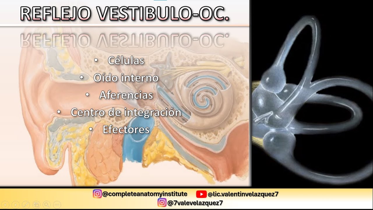 NEUROANATOMÍA | REFLEJO VESTIBULO-OCULAR