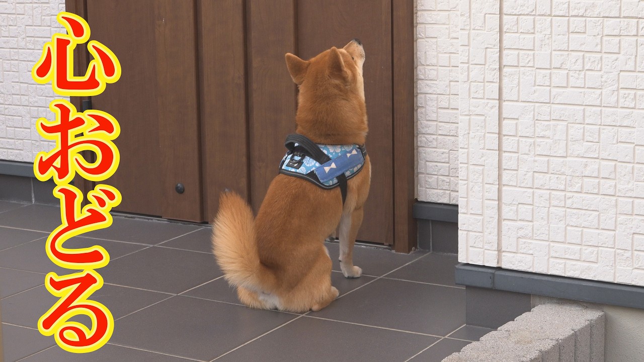 ママのお手伝いをして、ご褒美を確信した柴犬の嬉いけど落ち着かない姿にほっこりしました。