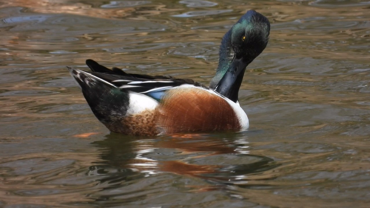 Northern Shoveler: Male