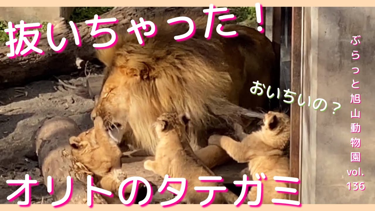 タテガミをパクっ！イオと赤ちゃんがオリトに喝⁉︎美男美女ライオン夫婦と3姉妹vol.136@旭山動物園/took the mane!Females&babies yell at male lions