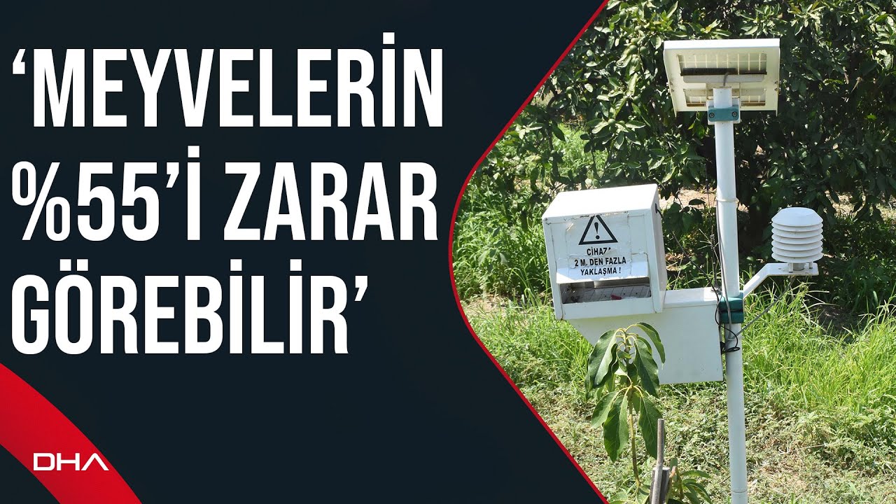 Akdeniz meyve sineğiyle mücadele: 'İzmir'de tüm ürünlerde Akdeniz meyve sineği görülüyor'