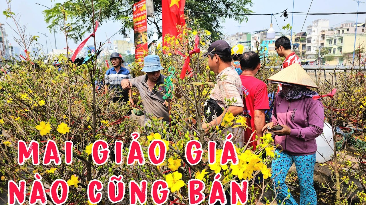 Mai Giảo Giá Nào Cũng Bán Chợ Hoa Xuân Bến Bình Đông 