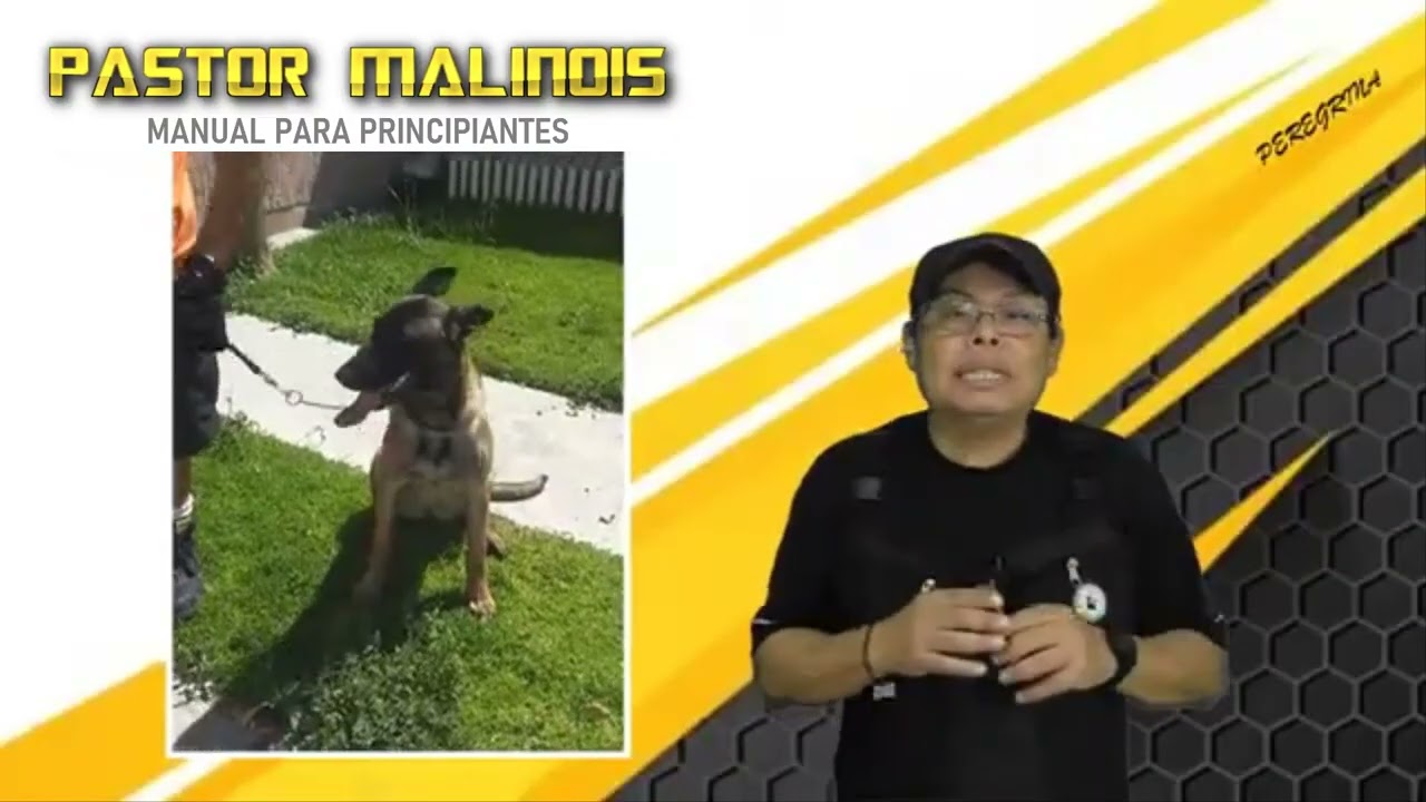¿Tu Malinois Está Fuera de Control?  La Verdad Que Nadie Te Dice