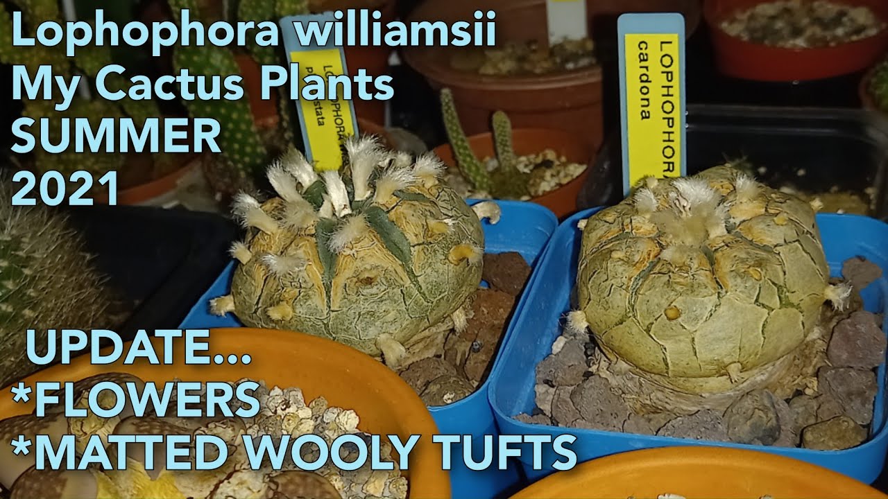 Lophophora williamsii Cactus Plants Summer Update 2021 | My texana, pluricostata & cardona