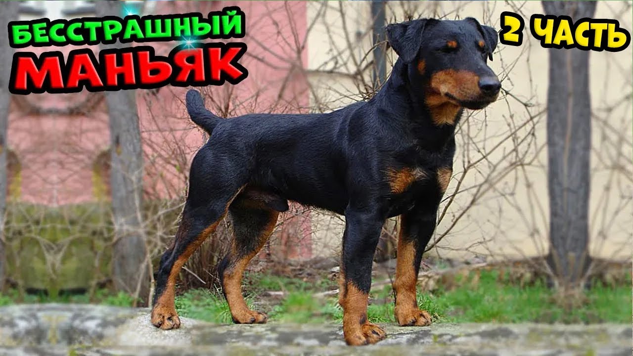 Ягдтерьер - 2 ЧАСТЬ. На что способен этот маньяк. #ягдтерьер #ягдерьерволкмикс #волкмикс