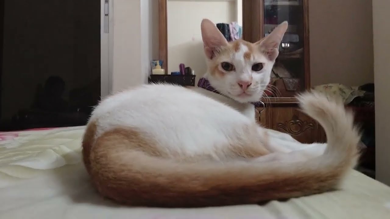 আমার দুই ছেলে 😻❤️#cat #lifeisbutadream #cute #viral 