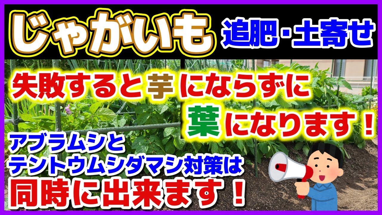 【完全ガイド】失敗すると芋にならずに葉になる！じゃがいも追肥・土寄せ／アブラムシとテントウムシダマシの同時対策／じゃが芋の花は取るのか？／追肥のタイミング／モザイク病対策／害虫テントウムシダマシの卵