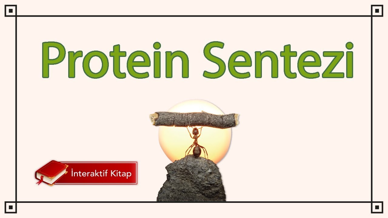 AYT Biyoloji | Protein Sentezi #sayfa140