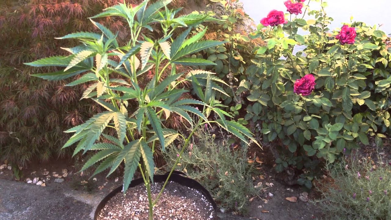 2015 Headband Marijuana Dark Heart Nursery Grow