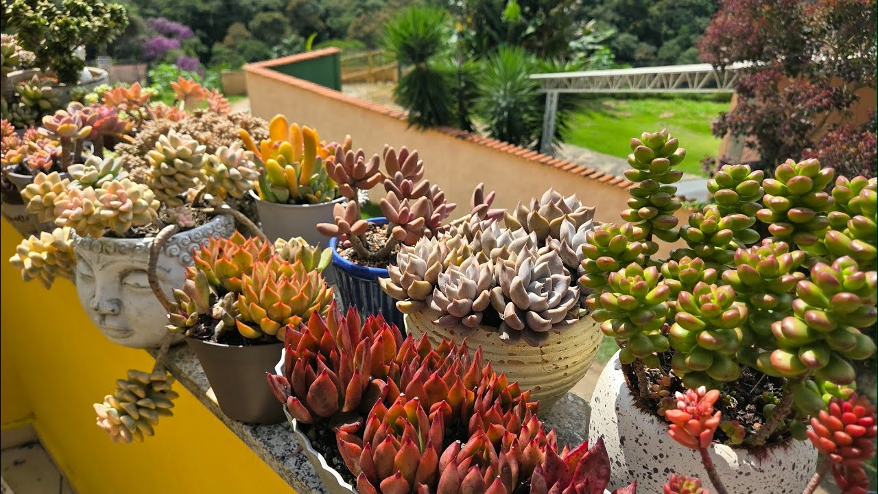 A TRISTE REALIDADE: Minha coleção de Suculentas foi abandonada 🌵💔