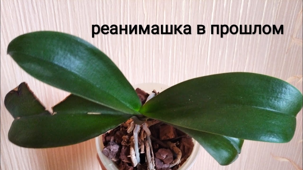 Пересадка Орхидеи Фаленопсис С Выпрыгивающими Корнями