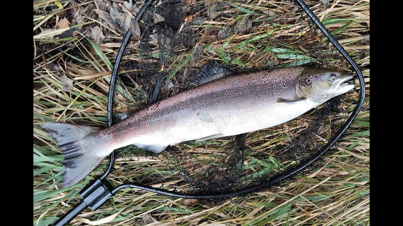 River Nith, Salmon off the Boatford beat.