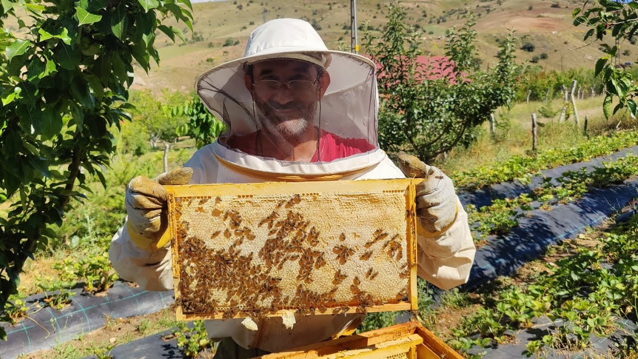 2025 senesinin ilk bal sağımı Sivas #aricilik #bee #bees #honey #organik
