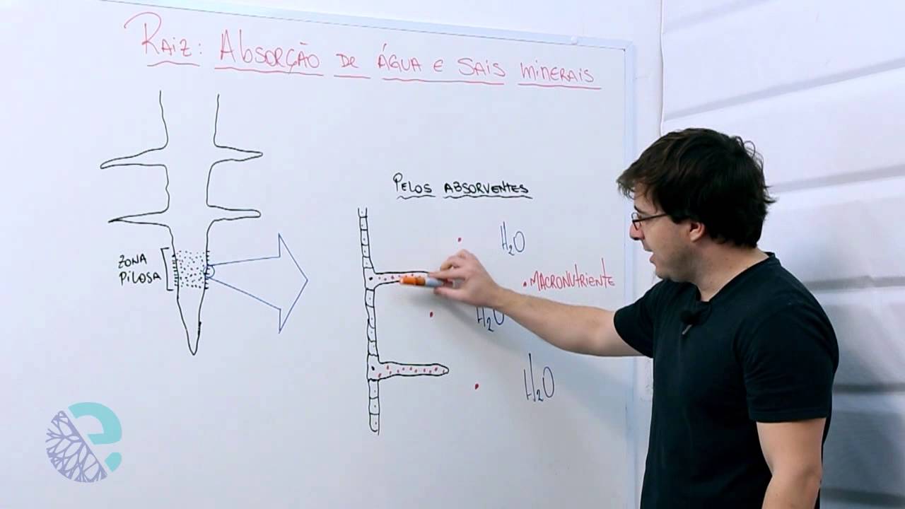 Fun&ccedil;&otilde;es da raiz: absor&ccedil;&atilde;o de &aacute;gua e sais