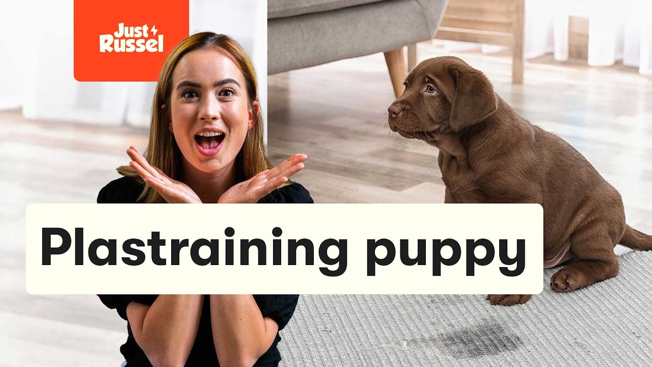 Puppy zindelijk maken: Plastraining