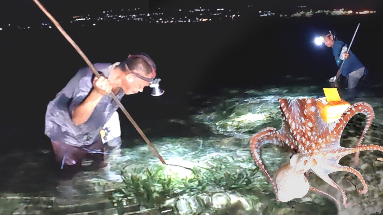 musim GURITA tiba, Bapak ini kerjanya mengusik gurita yang sedang bobo😱🐙
