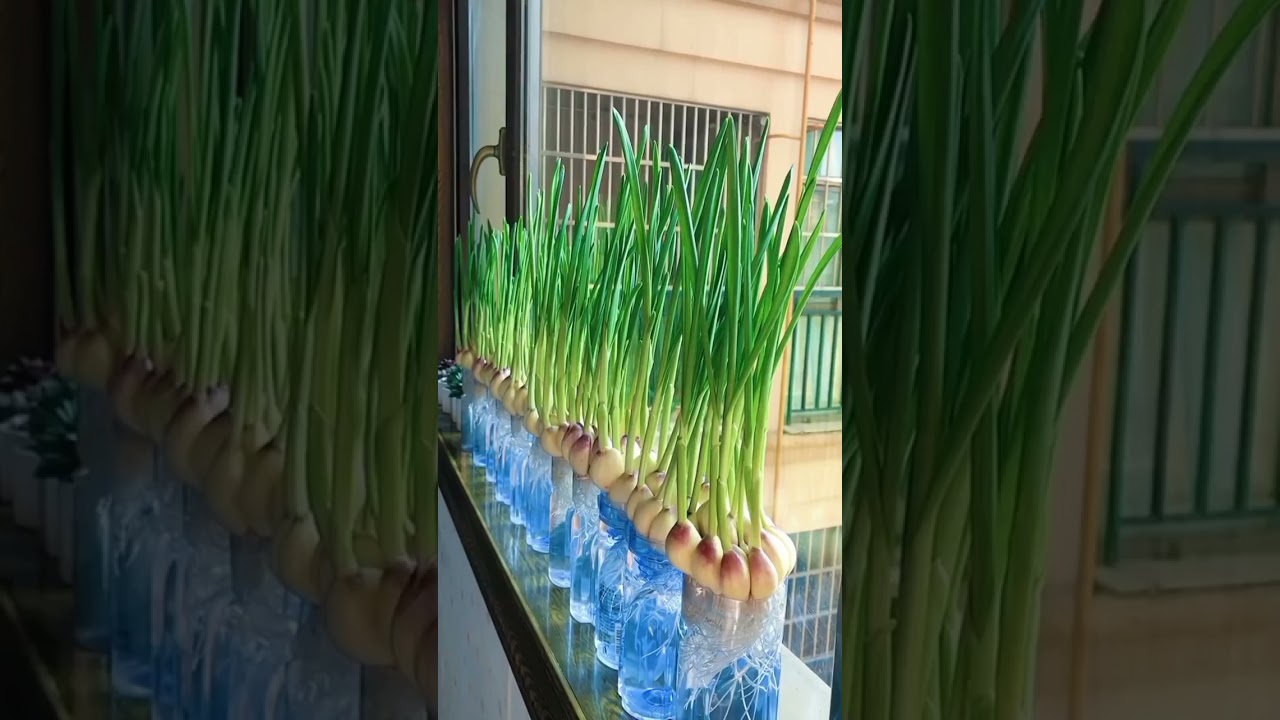 🌿 How To Grow Garlic Plant In Water 🌿