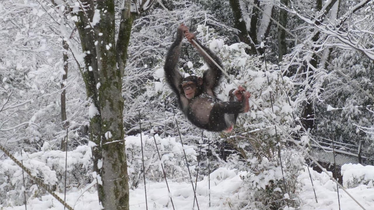 雪ん子プラム　多摩動物公園　チンパンジー　202602
