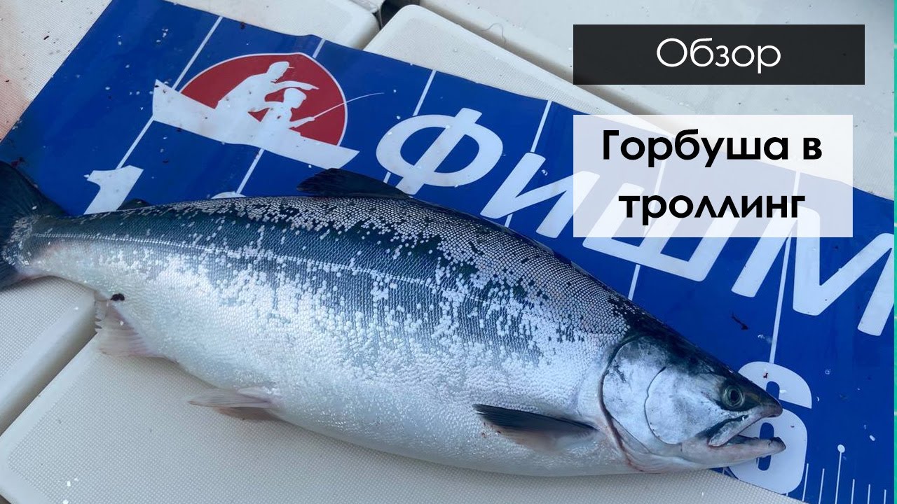 ПРОВЕРИЛИ ТОЧКУ ПОСЛЕ КАМБАЛЫ. Горбуша в троллинг в Приморье!