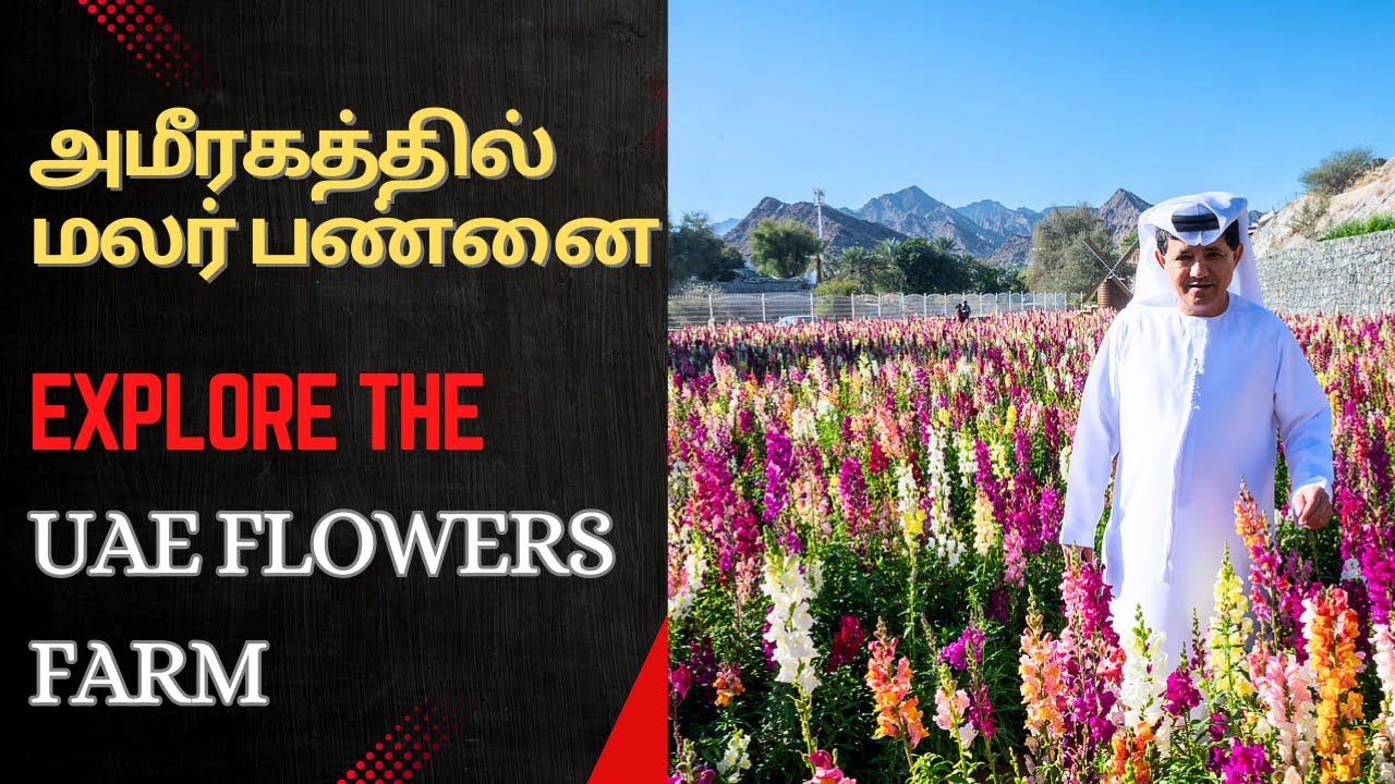 UAE flowers park in Ra Al khaimah | அமீரகத்தில் உள்ள பிரசித்திபெற்ற மலர் தோட்டம்