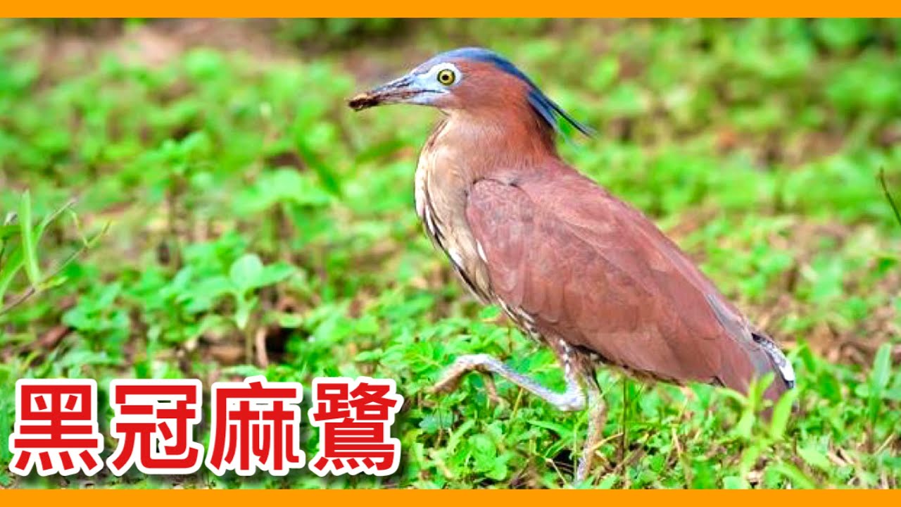 99%的台灣人都看過的公園巨鳥！肉食性的街頭霸王！俗稱大笨鳥的「黑冠麻鷺」！Gorsachius melanolophus 【台灣鳥傳奇】