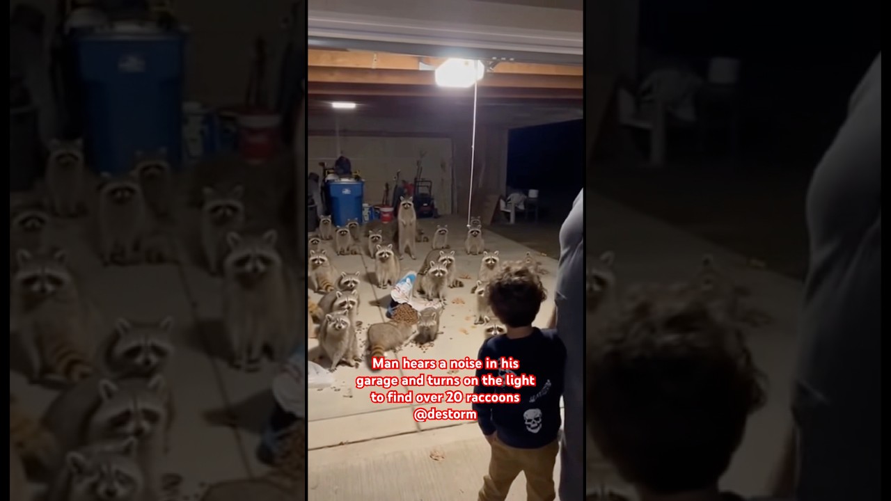 Man hears a noise in his garage and turns on the light to find over 20 raccoons 🦝