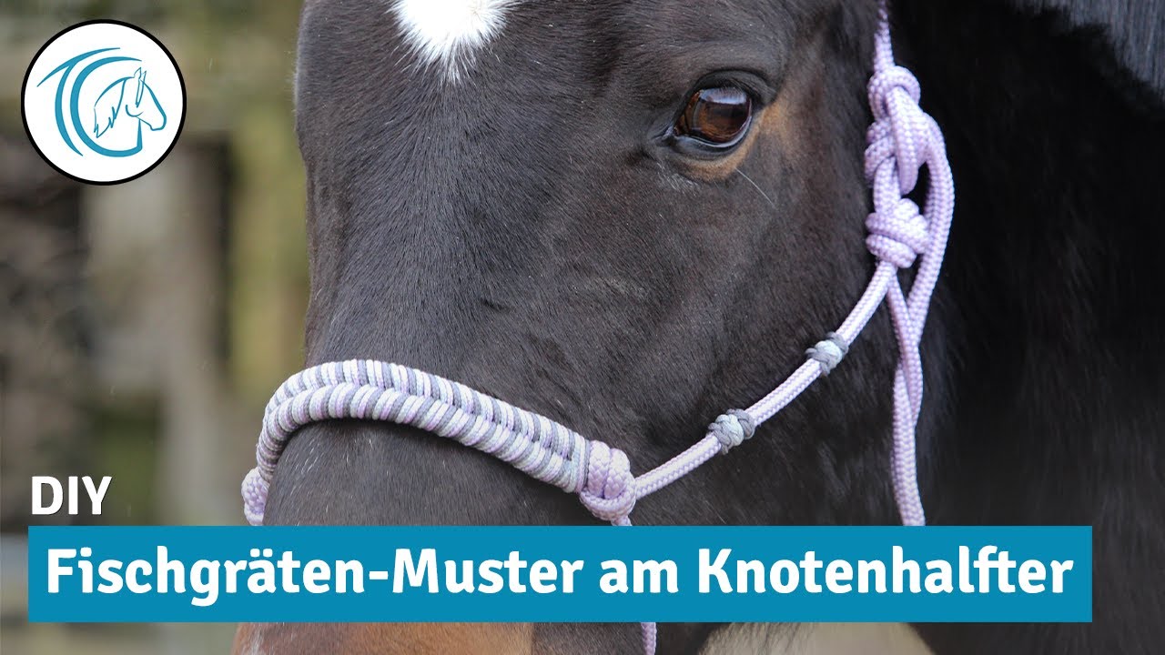 Knotenhalfter umflechten - So versch&ouml;nerst du ganz einfach den Nasenriemen mit dem Fischgr&auml;tenmuster