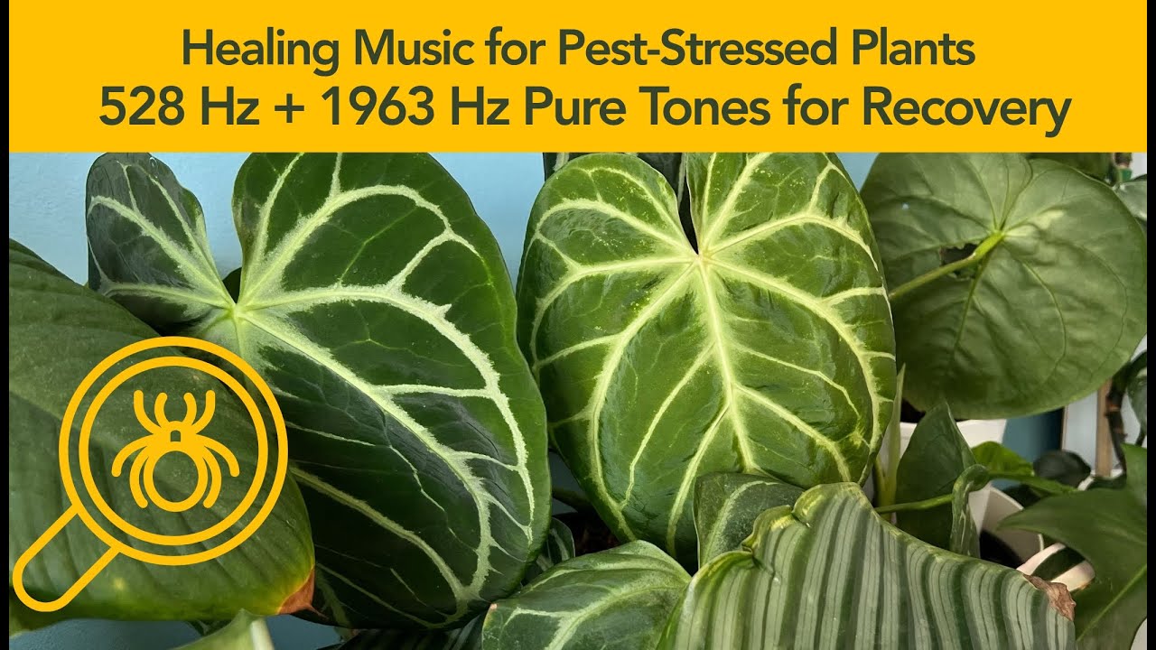 Healing Music for Plants Under Pest Stress 🪲 528 Hz + 1963 Hz Pure Tones for Natural Recovery