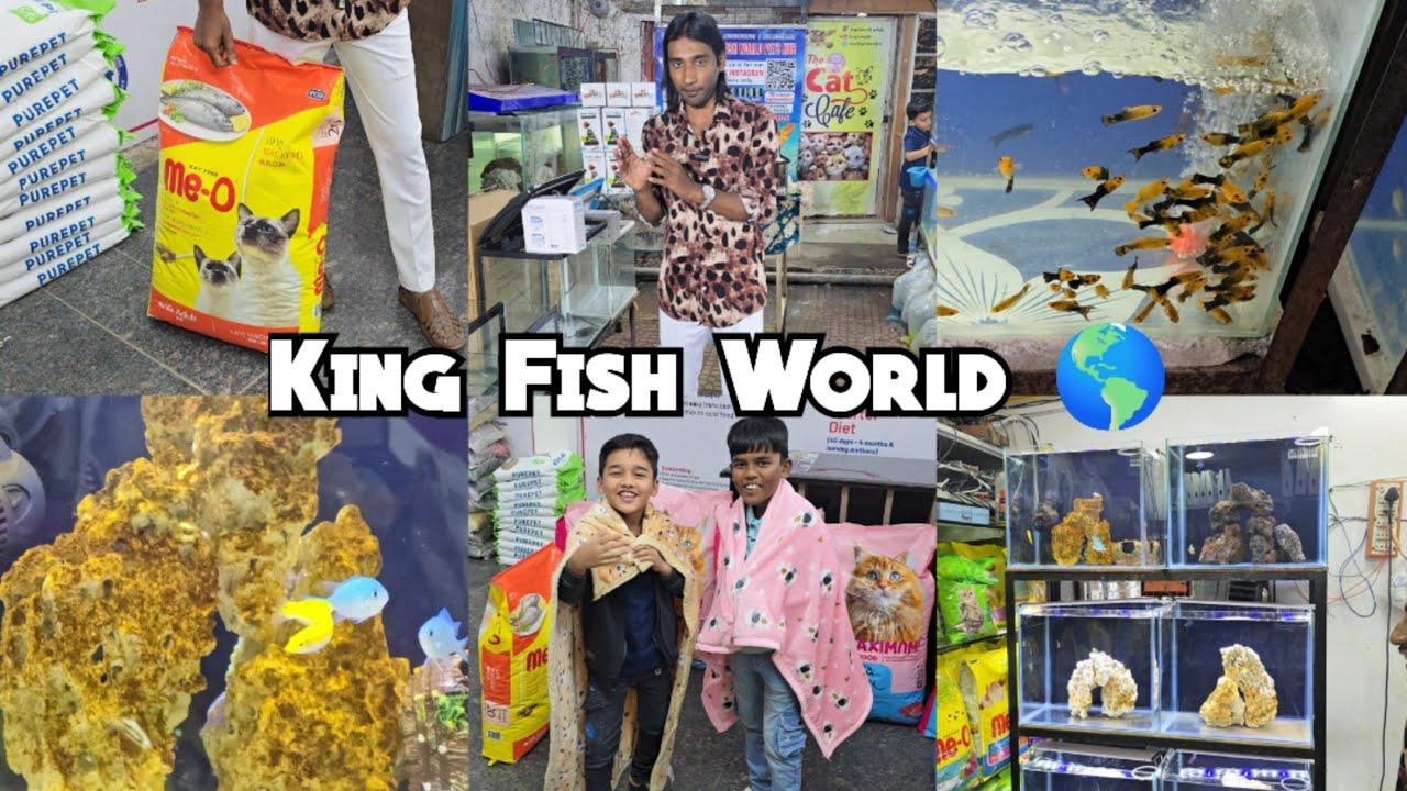Aagaya Sunday Funday | Phir se King Fish World Pe Offer Hi Offer | Fishes Aquarium| Multiple Fishes