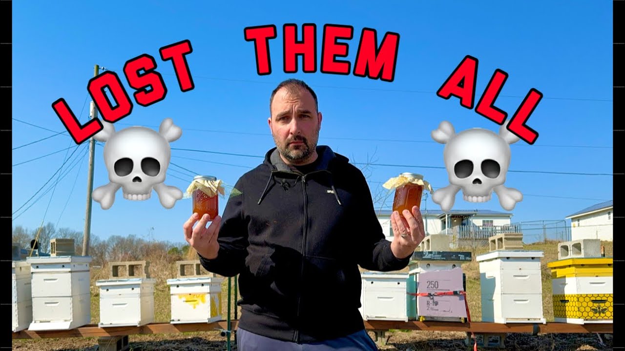 I lost 8 hives after feeding them honey!