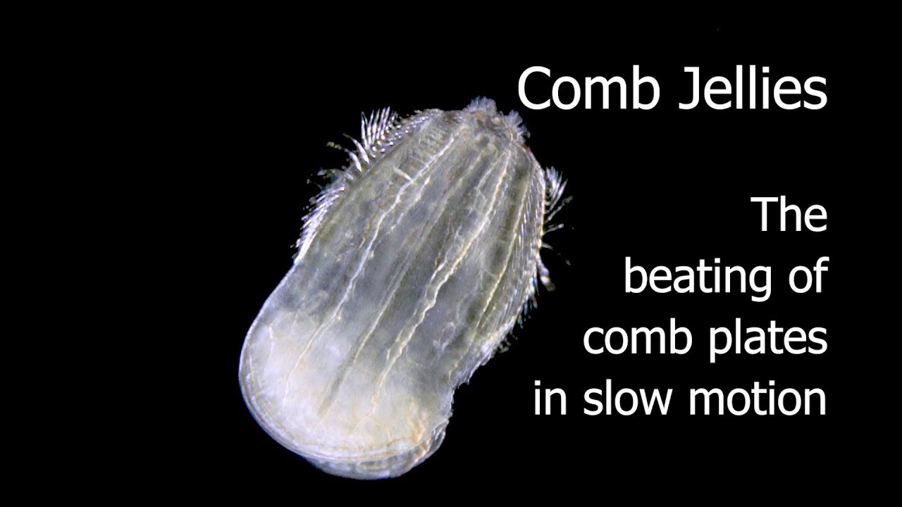 Comb Jellies - the beating of comb plates in slow motion