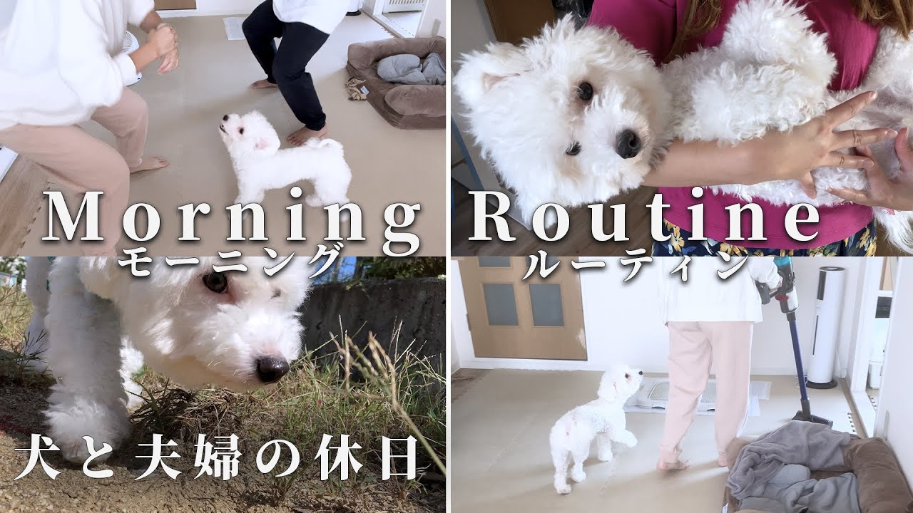 【ビションフリーゼ】モーニングルーティン 犬と夫婦の休日【Vlog】