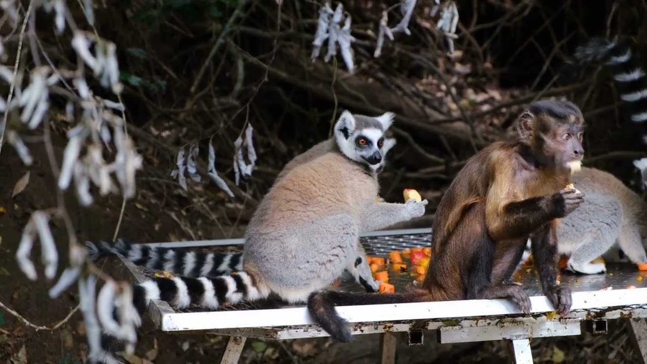 Group of Monkeys Eating Together