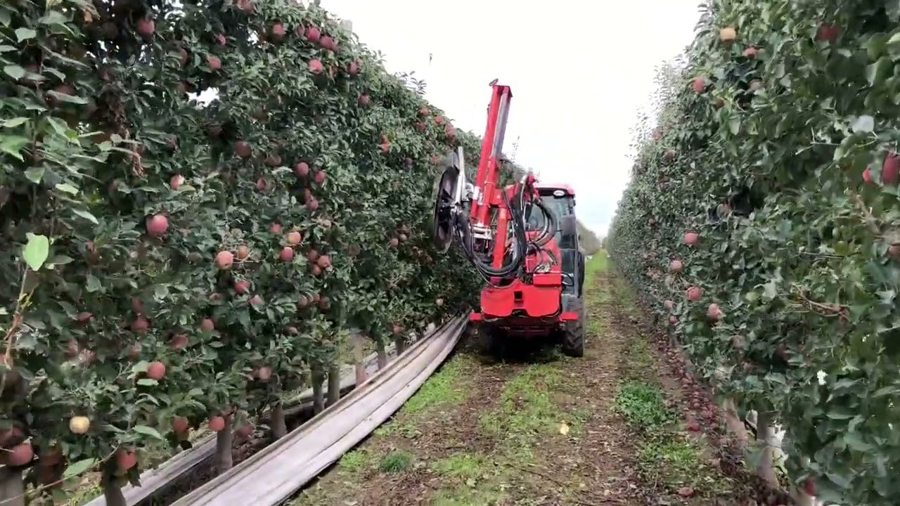 Uso de una Deleafer en manzanas fuji 2025