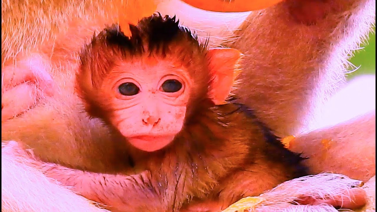 Adorable New baby monkey hugs Mommy |Popular Daily