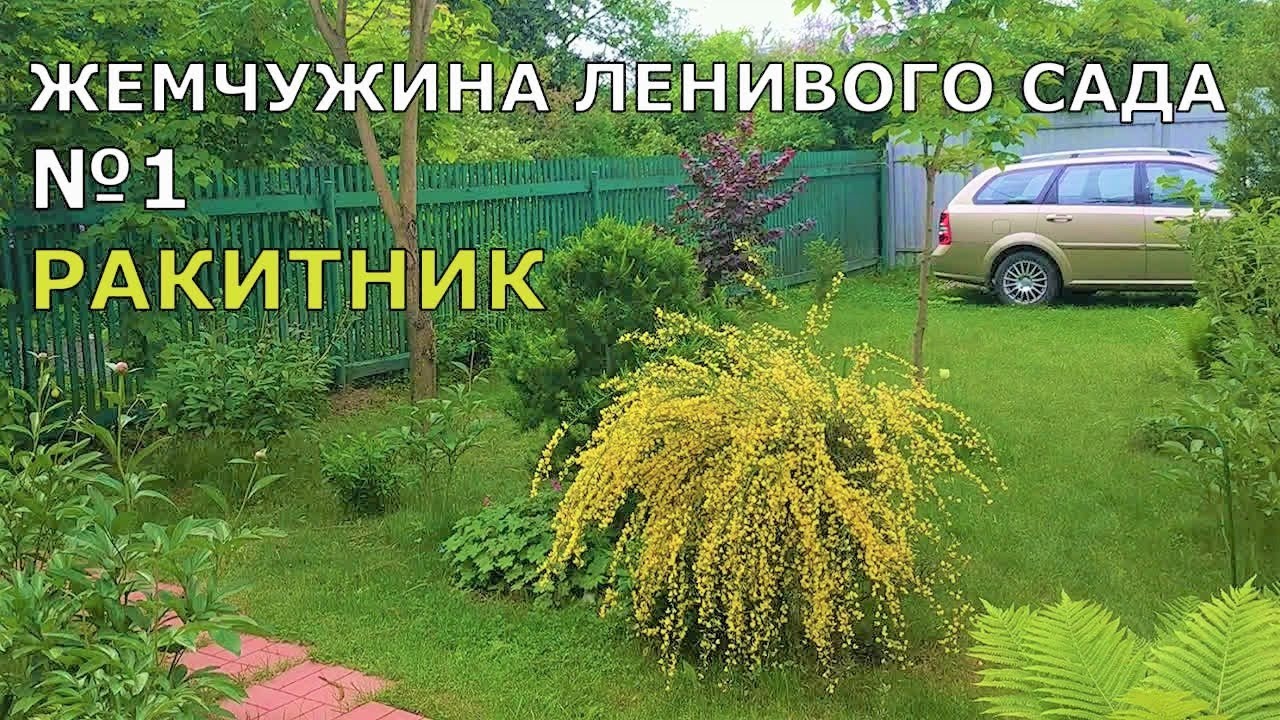 Ракитник! Неприхотливый кустарник, ранний красавец моего ленивого сада.