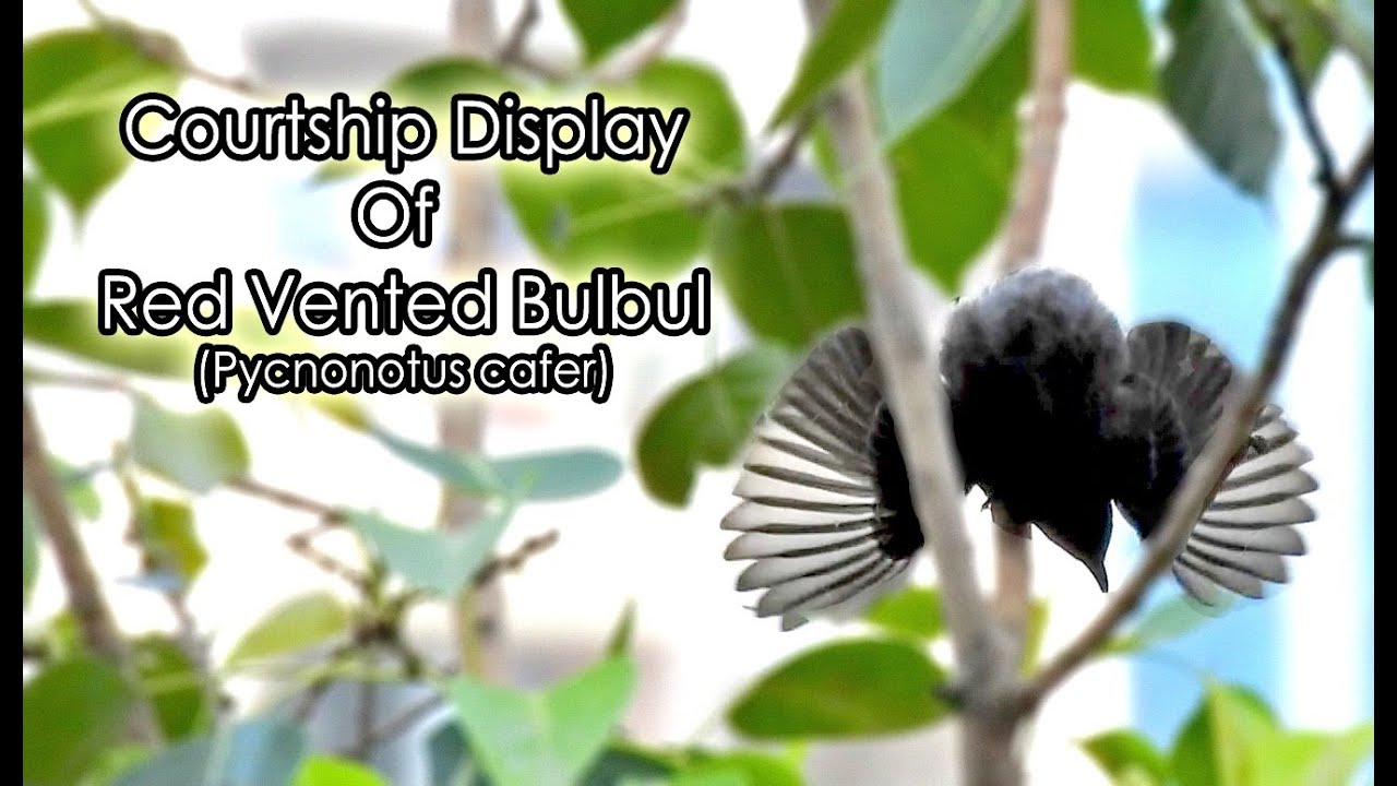 Red Vented Bulbul Courtship Display |Courtship/Mating Dance| Birdie |बुलबुल | Birding | Birdieindian