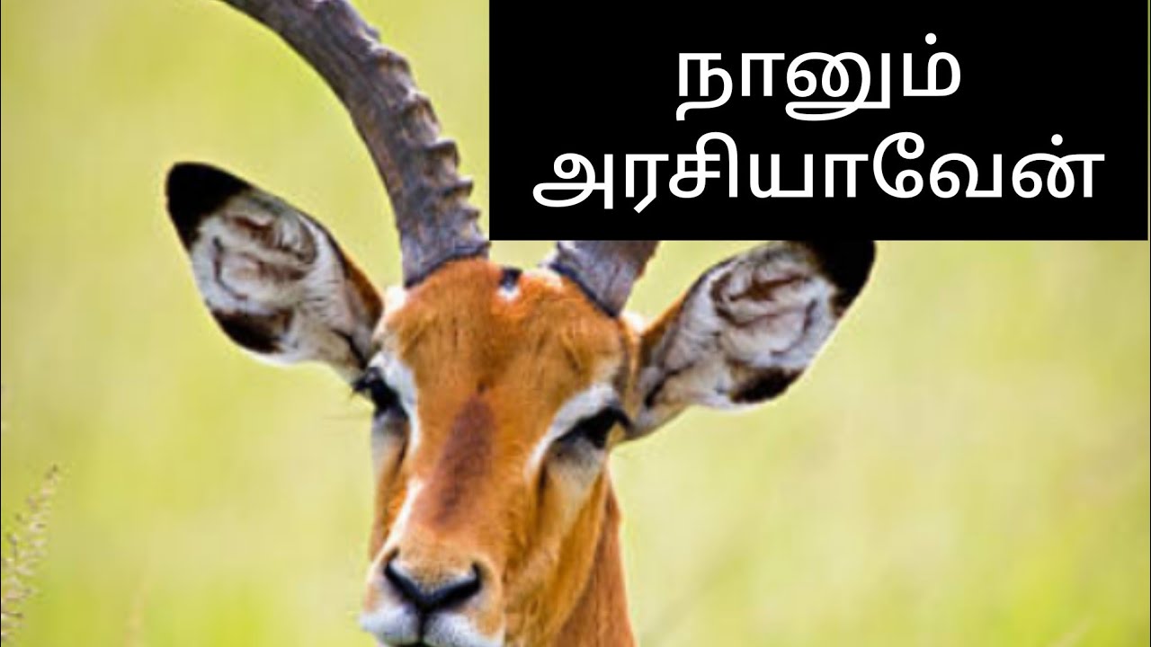 Sunday class stories in tamil/சிறுவர் பள்ளி கதைகள்/Children ministry stories/ஞாயிறு பள்ளி கதைகள்