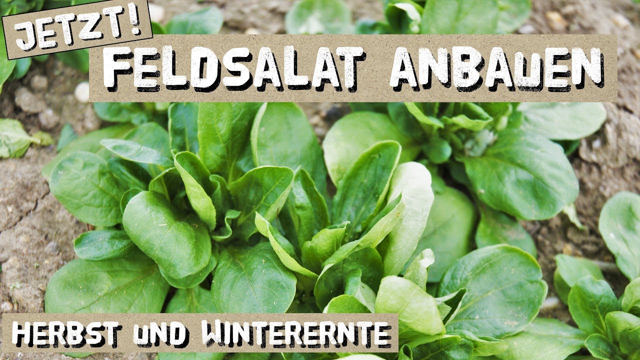 Jetzt Feldsalat anbauen - Profitipps für große Mengen, Aussaat