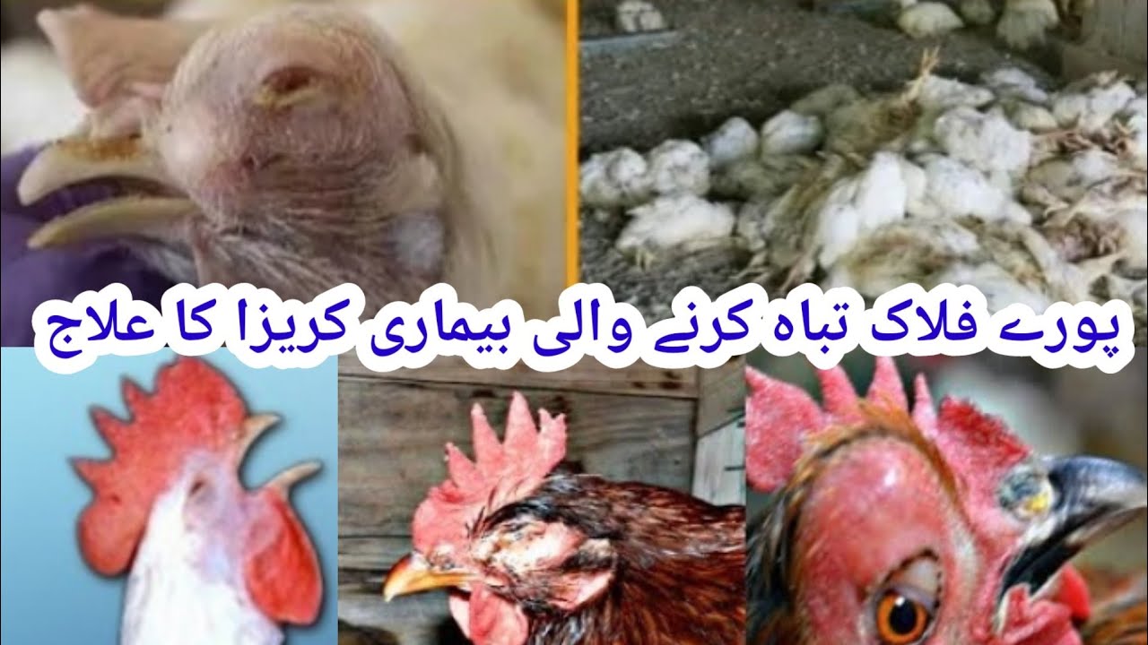 مرغیوں کی جان لیوا بیماری کوریزا کا علاج    100%Koreza bemari ka illag