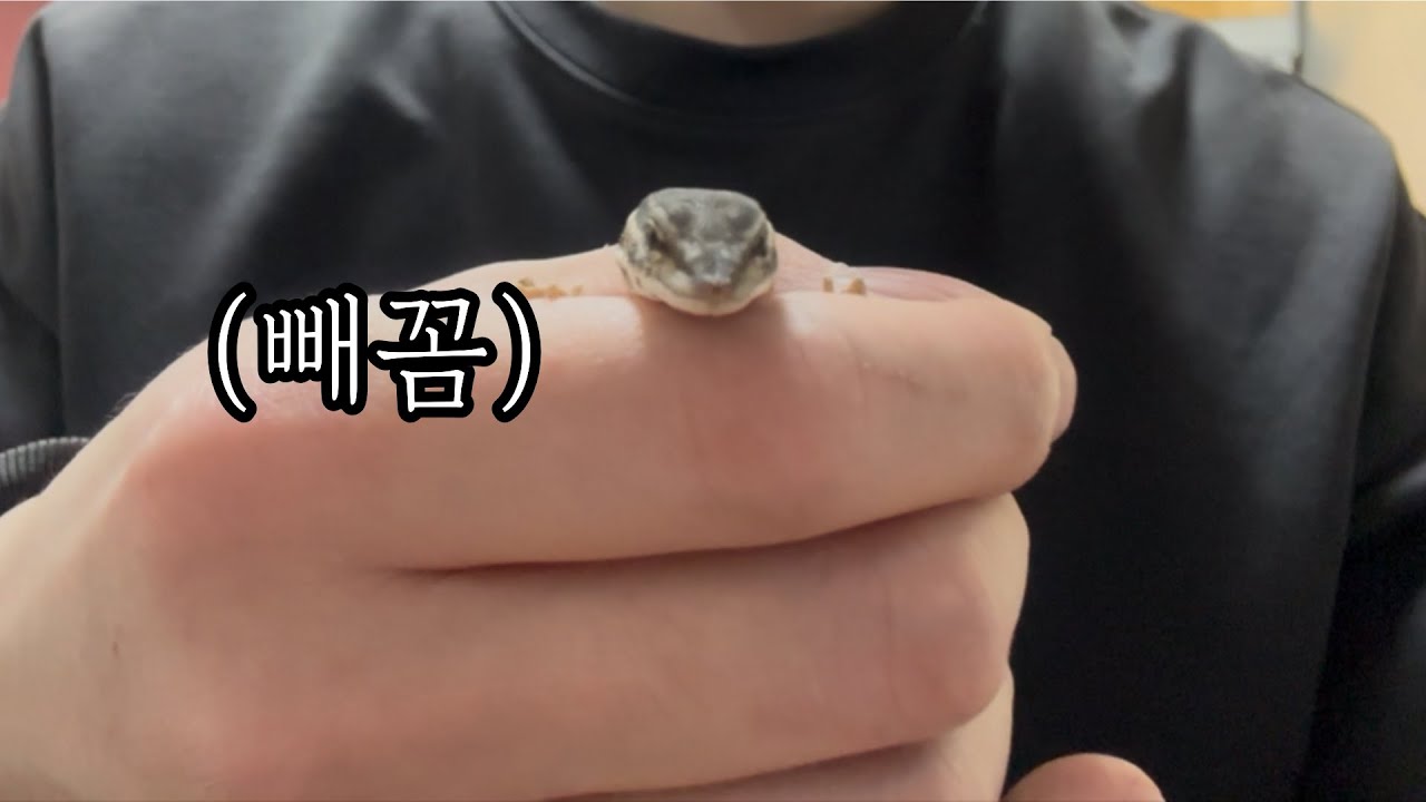 새친구가 왔어요