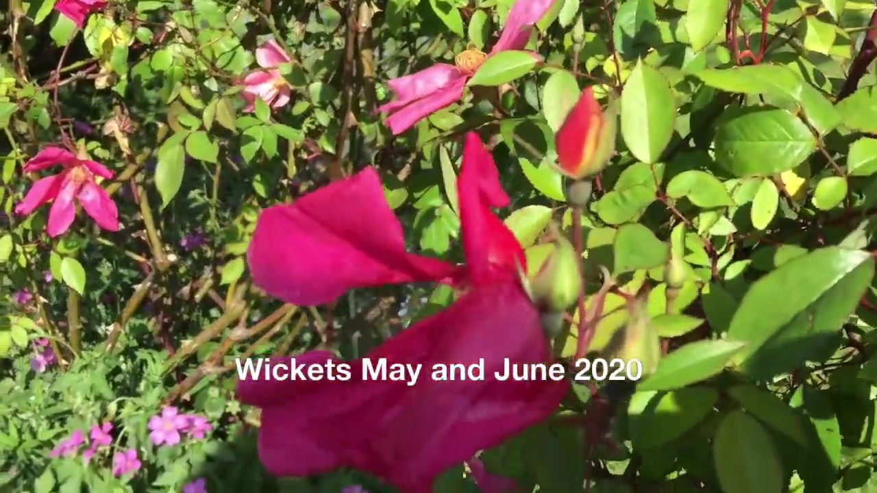 Wickets May and June 2020