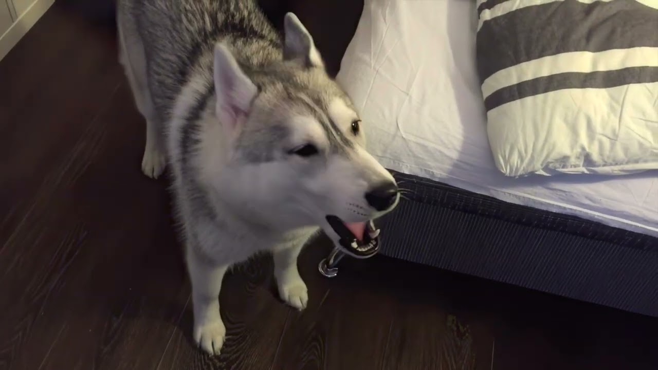 Husky Saga talks